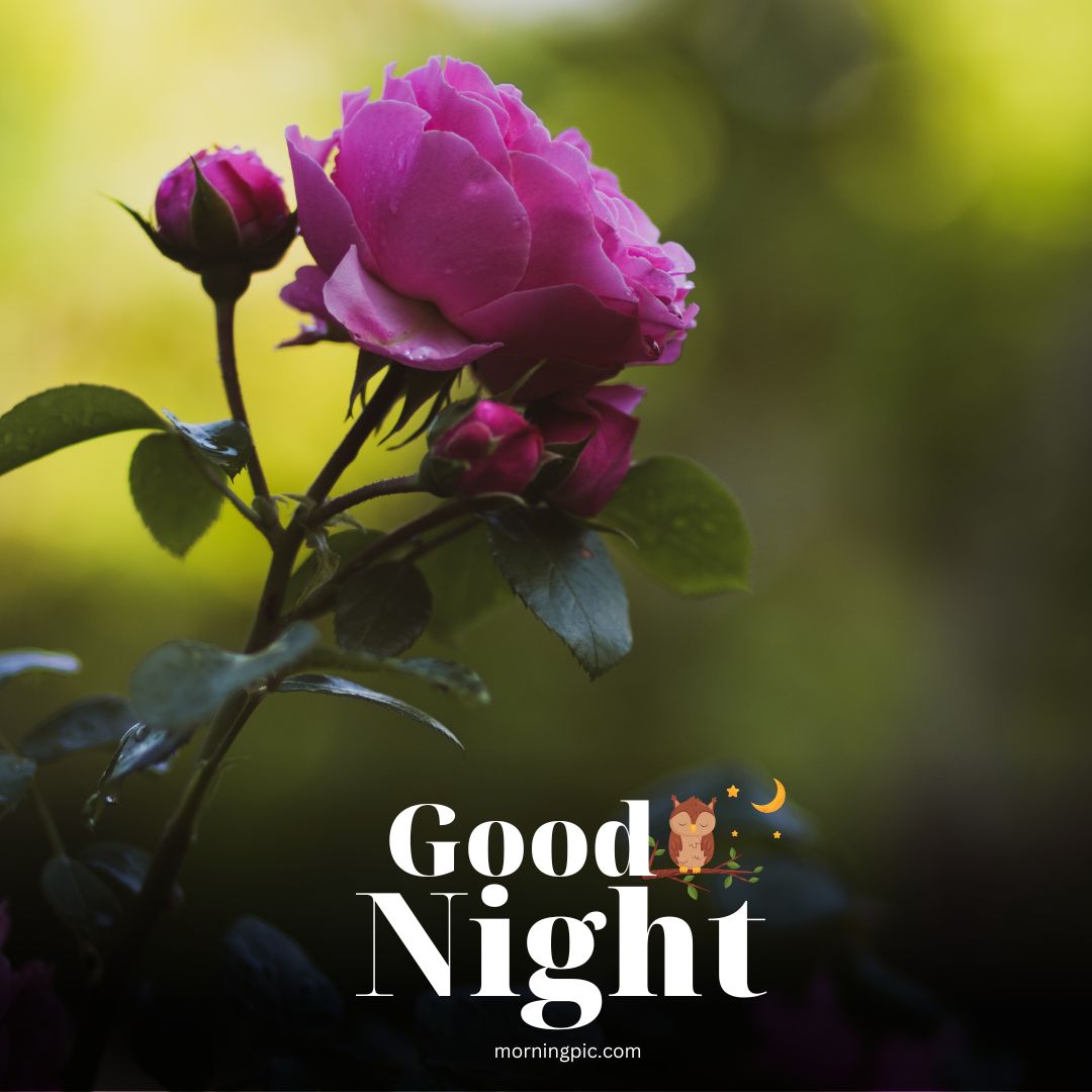 sweet good night images