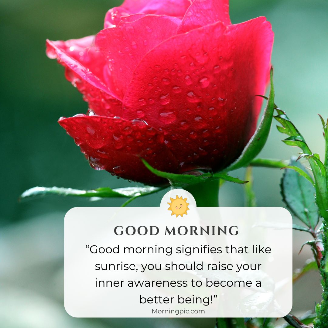 rose in morning good morning images with positive words for friends