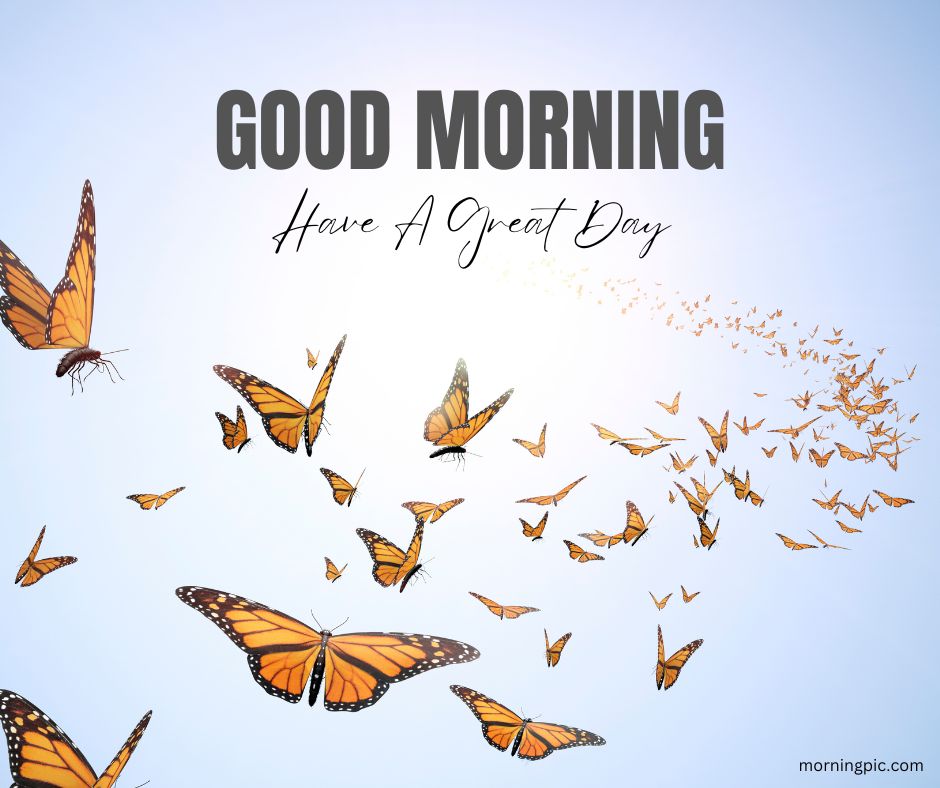 good morning images butterfly