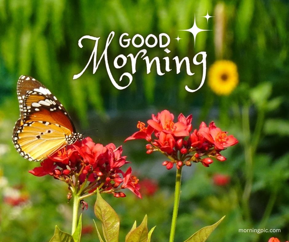 good morning images new butterfly