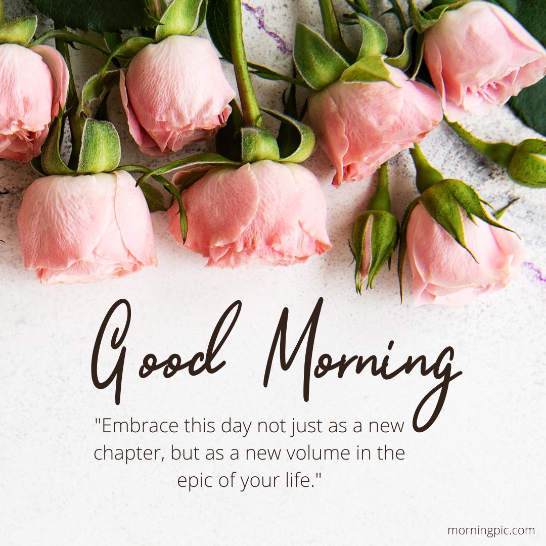 pink roses good morning images with positive words