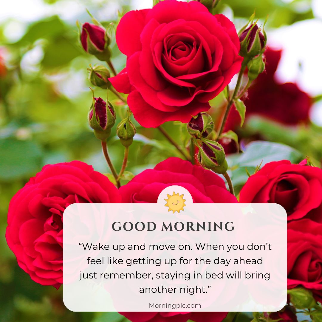 red roses good morning images with positive words